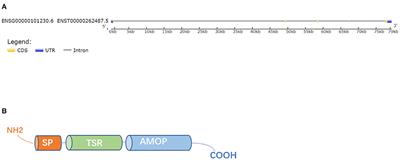 A brief overview about the adipokine: Isthmin-1